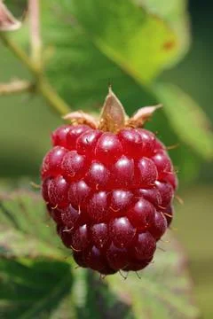 Ripe raspberry fruit on the bush Stock Photos