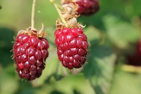 Ripe raspberry fruit on the bush Stock Photos