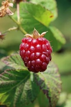 Ripe raspberry fruit on the bush Stock Photos