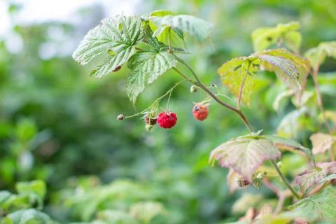Ripe raspberry in the fruit garden. Raspberry bushes with ripe berries Stock Photos