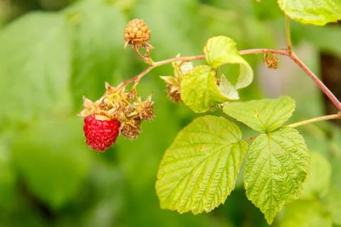 Ripe raspberry in the fruit garden. Selective focus. Stock Photos