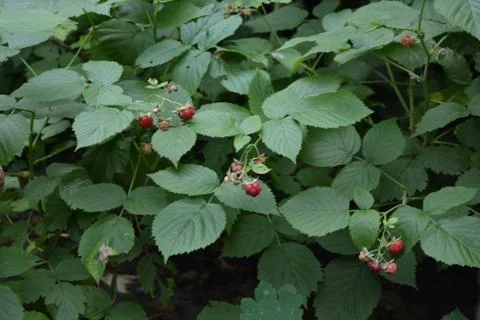 Ripe raspberry fruit, very tasty and healthy. Stock-Fotos