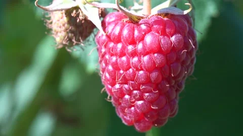 Ripe raspberry fruits on bush. Close up Stock Footage 203810754