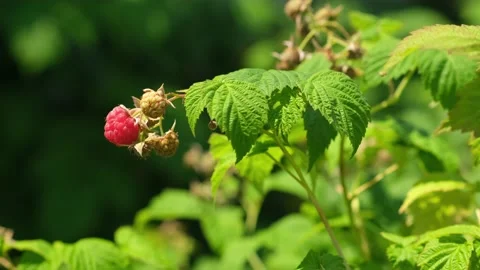 Ripe raspberry in garden. Red sweet berry growing on bush. Stock-Footage 235683312