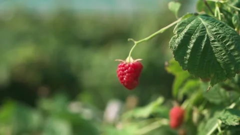 A ripe raspberry growing on a branch. Close-up Stock Footage 249890828