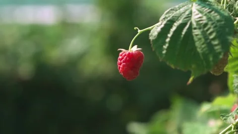 A ripe raspberry growing on a branch. Close-up Stock Footage 250092566