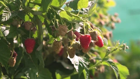 A ripe raspberry growing on a branch. Close-up Stock Footage 250674201