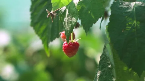 A ripe raspberry growing on a branch. Stock Footage 250674211