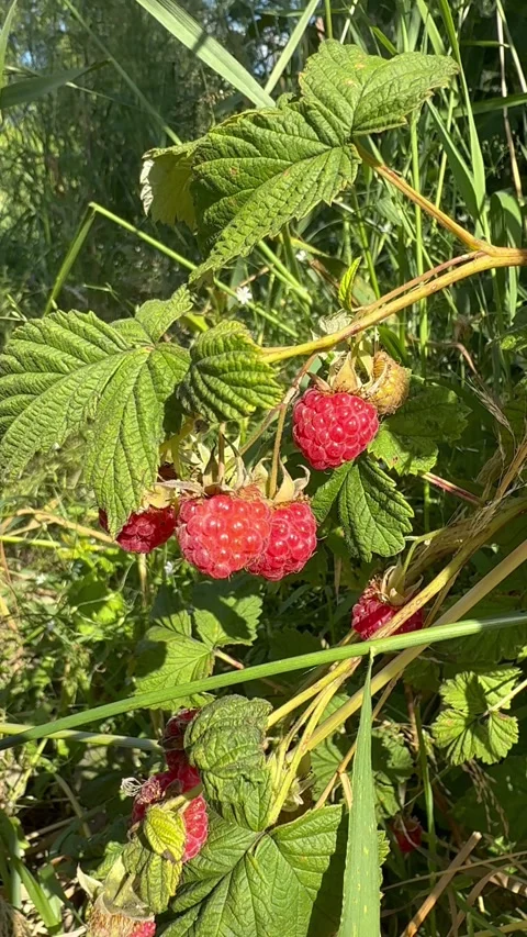 Ripe raspberry growing on bush in sunny summer garden. The video represents conc Stock Footage 338996030