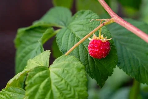 Ripe raspberry hanging on cane surrounded by foliage. Berry cultivation, ho.. Stock Photos