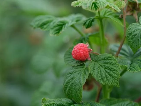 A ripe raspberry hanging on a raspberry bush branch Stock Photos