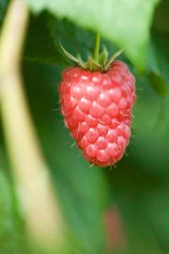 Ripe raspberry hanging by stem, close-up Stock Photos