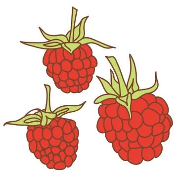 Ripe raspberry isolated on white background. sketch, hand-drawn. vector Stock Illustration