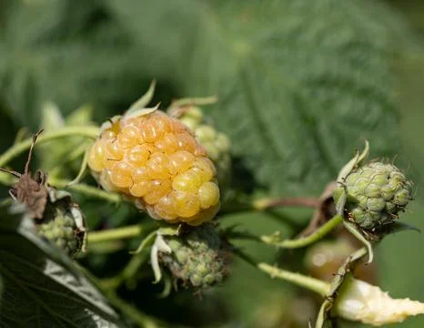 A ripe raspberry is on a leaf Stock Photos
