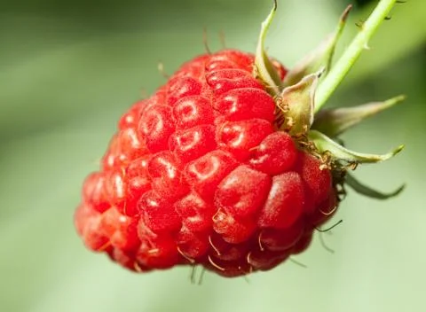 Ripe raspberry Stock Photos