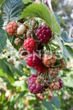 Ripe raspberry Stock Photos