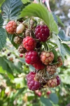 Ripe raspberry Stock Photos