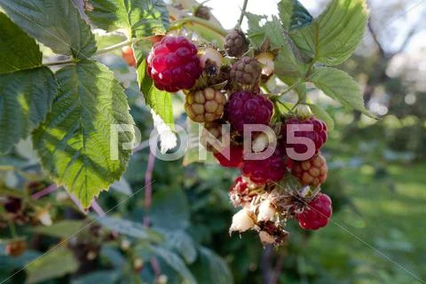 Ripe raspberry Stock Photos