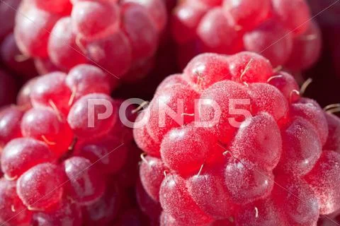 Ripe raspberry Stock Photos