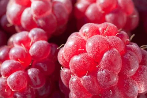 Ripe raspberry Stock Photos