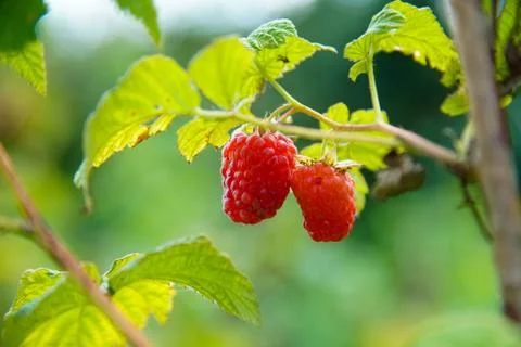 Ripe a raspberry Foto stock