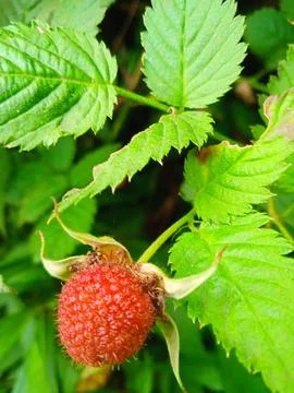 Ripe raspberry plant Stock-Fotos