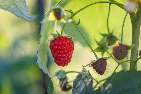 Ripe raspberry in Poland Foto stock
