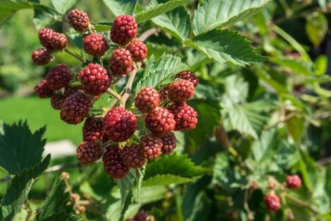 Ripe raspberry rubus idaeus Stock Photos