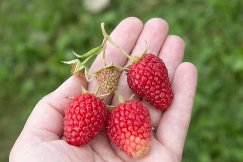 Ripe raspberry sprig close-up on the palm Stock Photos