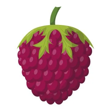 Ripe raspberry vector illustration Illustrazione stock