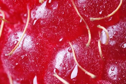 Ripe raspberry with water drops as background, macro view. Fresh fruit Stock Photos