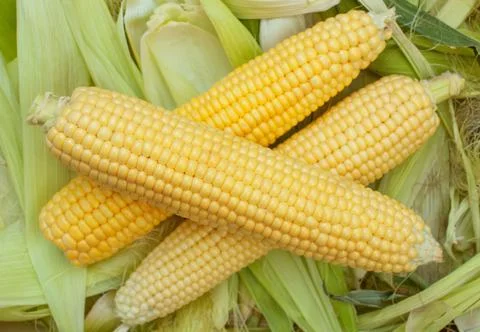 Ripe, raw corn on the cob close-up lying on green leaves. Collect corn crop.  Stock Photos