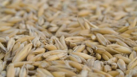 Ripe raw oat grains close up Stock Footage 137754736