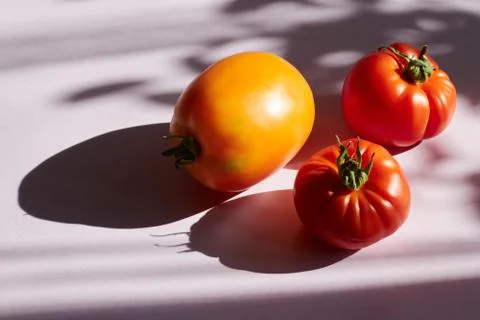 Ripe raw organic tomato on the background. Hard light, sharp shadows. Additio Stock Photos