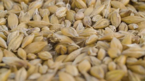 Ripe raw rye grains close up Stock Footage 137755373