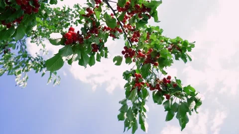 Ripe red and cherry berries hang from a tree branch before being harvested in Stock Footage 229908780