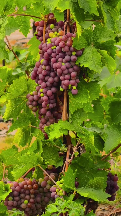 Ripe Red and White Grapes Growing on Vine in Golden Light 4K Vertical Video 스톡 동영상 343655574