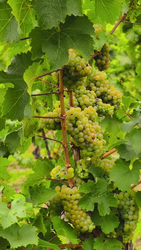 Ripe Red and White Grapes Growing on Vine in Golden Light 4K Vertical Video Vídeo Stock 343655754