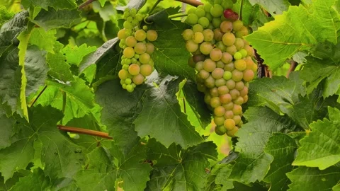 Ripe Red and White Grapes Growing on Vine in Golden Light 4K 스톡 동영상 343656124