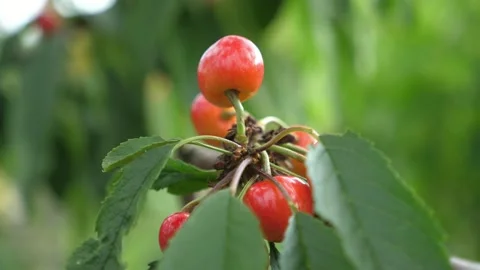 Ripe red and yellow cherry on a twig with green leaves in a garden in summer Video stock 140895332