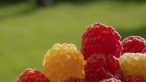 Ripe red and yellow raspberry Stock Footage 137645074