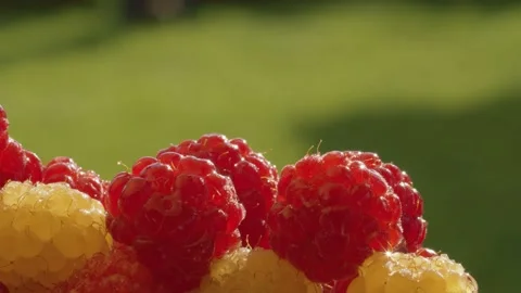 Ripe red and yellow raspberry Stock Footage 137645416