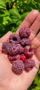 Ripe red appetizing raspberry on the female palm in sunlight. Stock Photos
