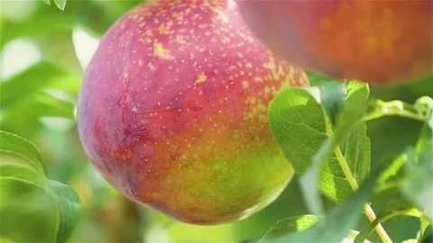 Ripe Red Apple On An Apple Tree, Close-Up Stock Footage 167994265