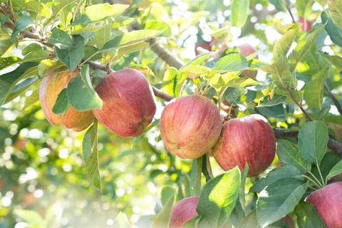 Ripe red apple on a branch of an apple tree Stock Photos