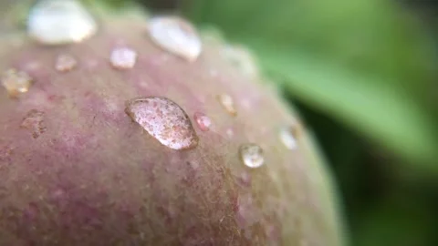 A ripe red apple on a branch. Stock Footage 160104665