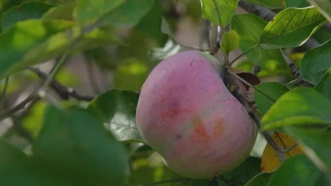 Ripe red apple on a branch. Red apple on the tree. pe apple on tree. Beautiful a Stock Footage 285083523