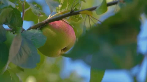 Ripe red apple on a branch. Red apple on the tree. pe apple on tree. Beautiful Video stock 307315230