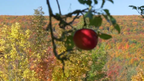 Ripe red Apple in fall time, foliage in Canada Stock Footage 159091538