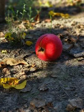 Ripe red apple fallen on dry autumn ground outdoor Stock Photos